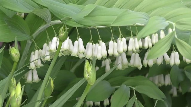 White flowers-bells Solomon's seal in spring morning