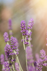 Lavender flowers - lavender buds lit by sun rays