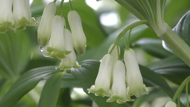 White flowers-bells Solomon's seal in spring morning