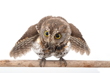 closeup of owl ,isolate on white