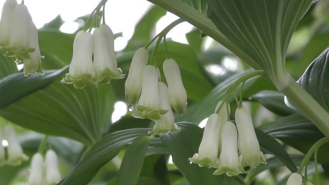 White flowers-bells Solomon's seal in spring morning