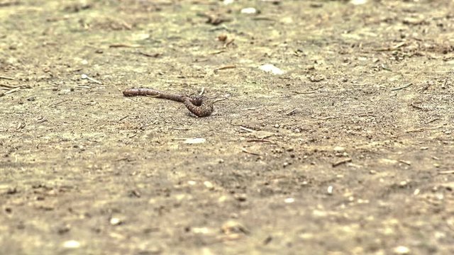 Earth worm on a dried ground
