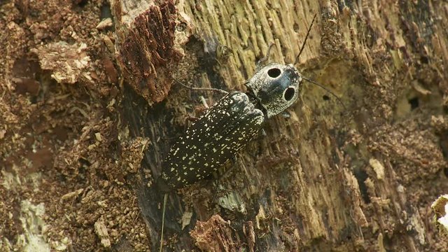 Eyed Click Beetle (Alaus oculatus) 1