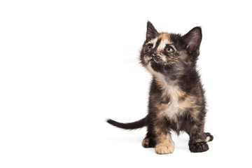 Curious tortie kitty isolated on white