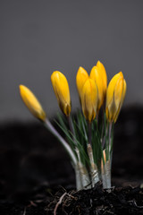Fototapeta premium Yellow Crocus Bunch