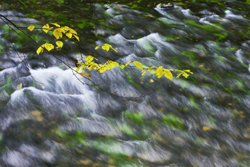 Autumn river and branch