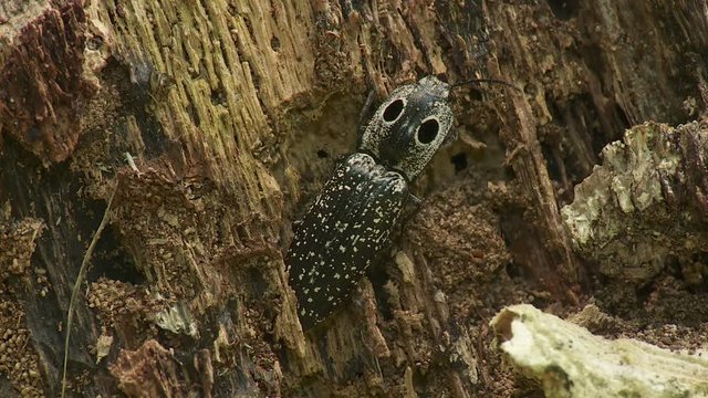 Eyed Click Beetle (Alaus oculatus) 2