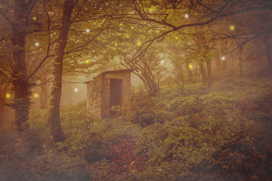 Fototapeta Abandoned spirits house in the magic forest with spheres of light. Photo of fairy wood.