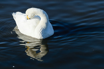 Obraz premium 佇む白鳥