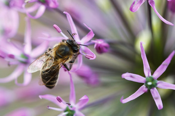 A bee collects ardent on the purple flowers.