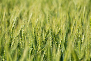 green leaves in the wind