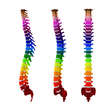 Colorful Human Spine Anatomy
