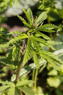 Photography of marijuana bush in the sunlight.
