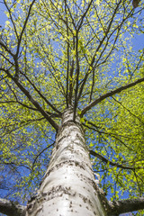 Spring Birch Tree Looking Up