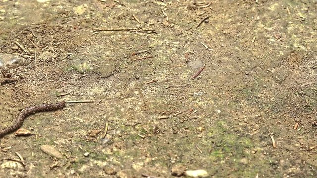 Earthworm timelapse
