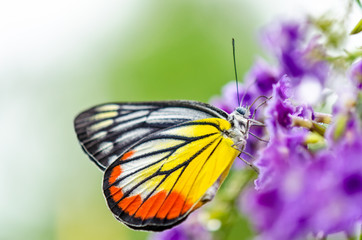 Obraz premium Painted Jezebel (Delias hyparete) Colorful butterfly white yellow and orange black stripes, It is looking for nectar on purple flowers of Golden Dew Drop