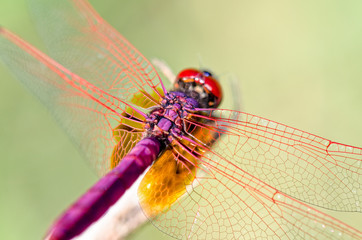 Trithemis Aurora or Crimson Marsh Glider ( male) Close up dragonfly red purple perched at the end of the branches
