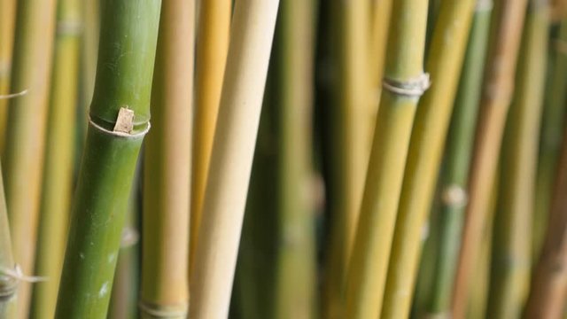 Poaceae family bamboo plant stalk close-up 4K 3840X2160 30fps UltraHD video - Bambusoideae forest with a lot of young green plants 4K 2160p UHD footage