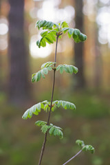 Young Rowan tree at springtime