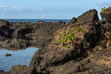 Lava Tide Pool