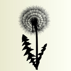 Abstract dandelion background vector Illustration spring