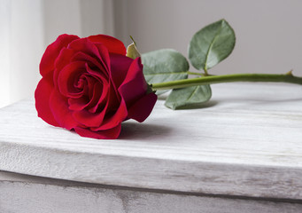 Red rose on vintage cabinet