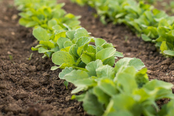 Row young radishes in a vegetable bed of Garden