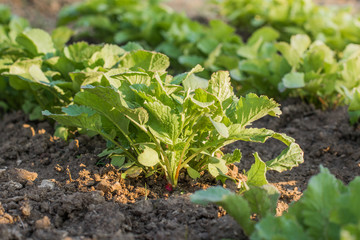 Detail on a Young Radish Plant in a vegetable bed of Garden