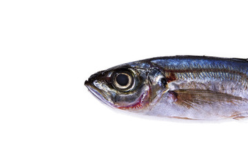 isolated horse mackerel