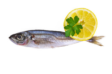 isolated horse mackerel
