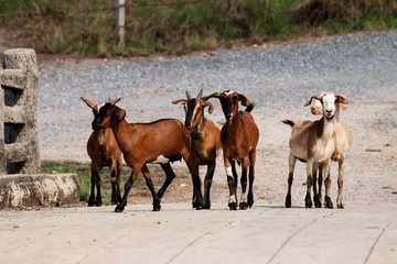 Naklejka na ściany i meble Group of goats