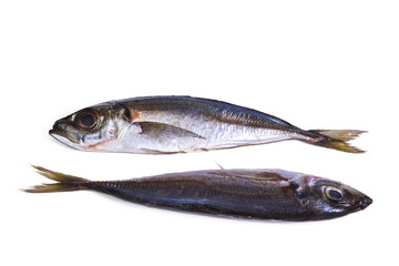 isolated horse mackerel