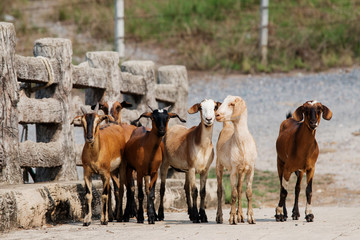 Fototapeta premium Group of goats