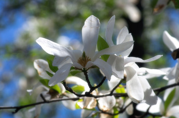 White magnolia flower against the sky close-up