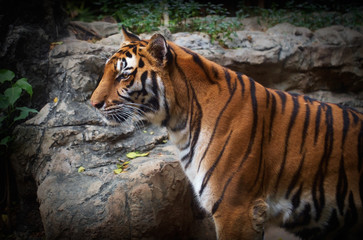 Tiger / Portrait of tiger on nature background. Focus on eye.
