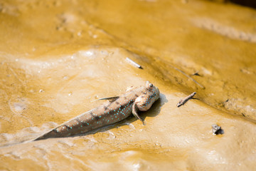 Mudskipper, Amphibious fish