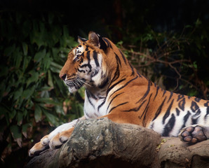 Fototapeta na wymiar Tiger / Portrait of tiger on nature background. Focus on eye.