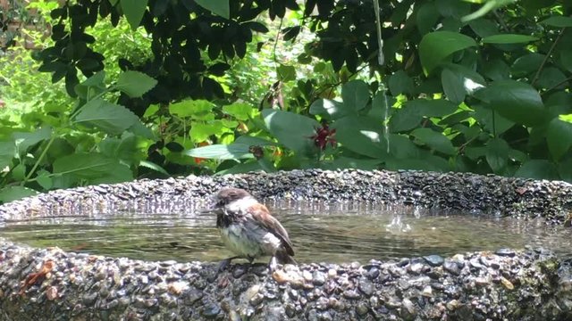 4K HD Video of One house sparrow enthusiastically taking a bath in a bird bath, close up, green foliage in background, water dripping into birdbath from above