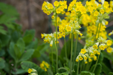 Fototapeta premium Cowslip