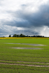 Field after rain.