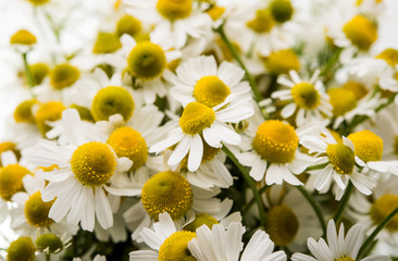 Obraz premium Medical daisy isolated