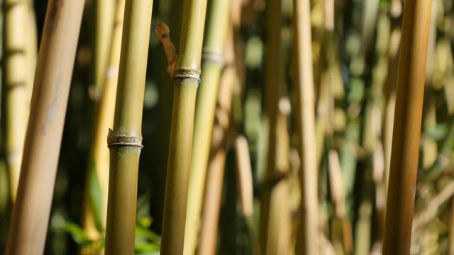 Young Poaceae family bamboo plant stalks close-up 4K 3840X2160 30fps UltraHD video - Bambusoideae forest with a lot of young green plants 4K 2160p UHD footage 