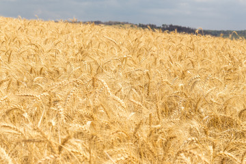 Wheat fields yard, Israel.