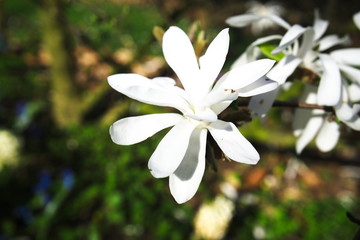 Stern-Magnolie