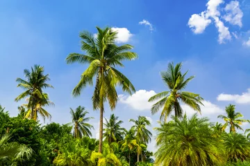 Zelfklevend Fotobehang Palmboom Coconut palm trees againt blue sky