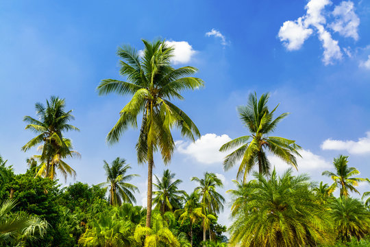 Coconut palm trees againt blue sky