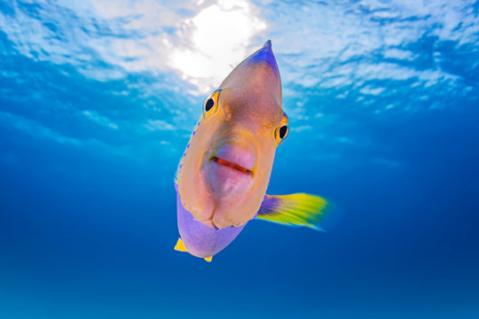 Close up of juvenile Queen Angelfish