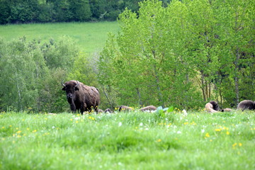 The guardian, buffalo watching over his herd