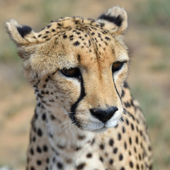 Africa. Namibia. Cheetah