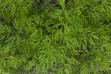 green dill